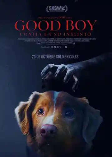 Good Boy Confia En Su Instinto