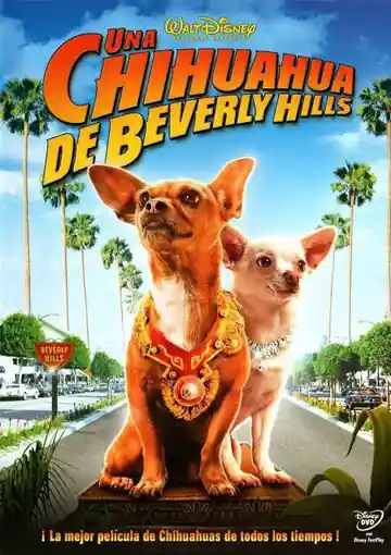 Una Chihuahua De Beverly Hills
